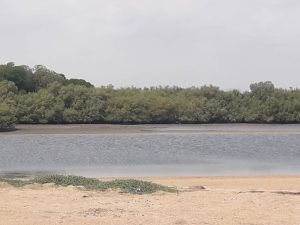 Mousha island's Mangrove site-unique trip in Djibouti's adventure